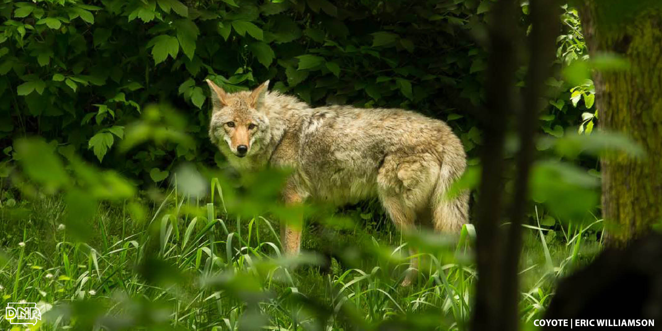 Can you tell the difference between a coyote and a wolf? 4 quick ways to tell the difference | Iowa DNR